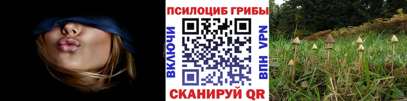 Купить где  Железногорск-Илимский  Галлюциногенные грибы GOLDEN TEACHER 
